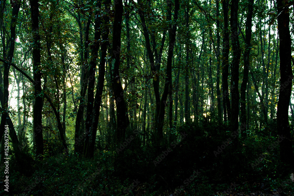 Fototapeta premium sunlight in the forest