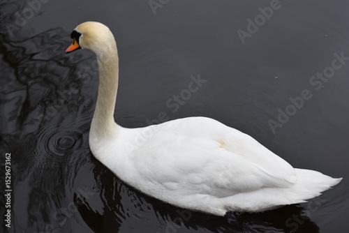 Fototapeta Naklejka Na Ścianę i Meble -  White Swan Swimming in a Quiet Lake