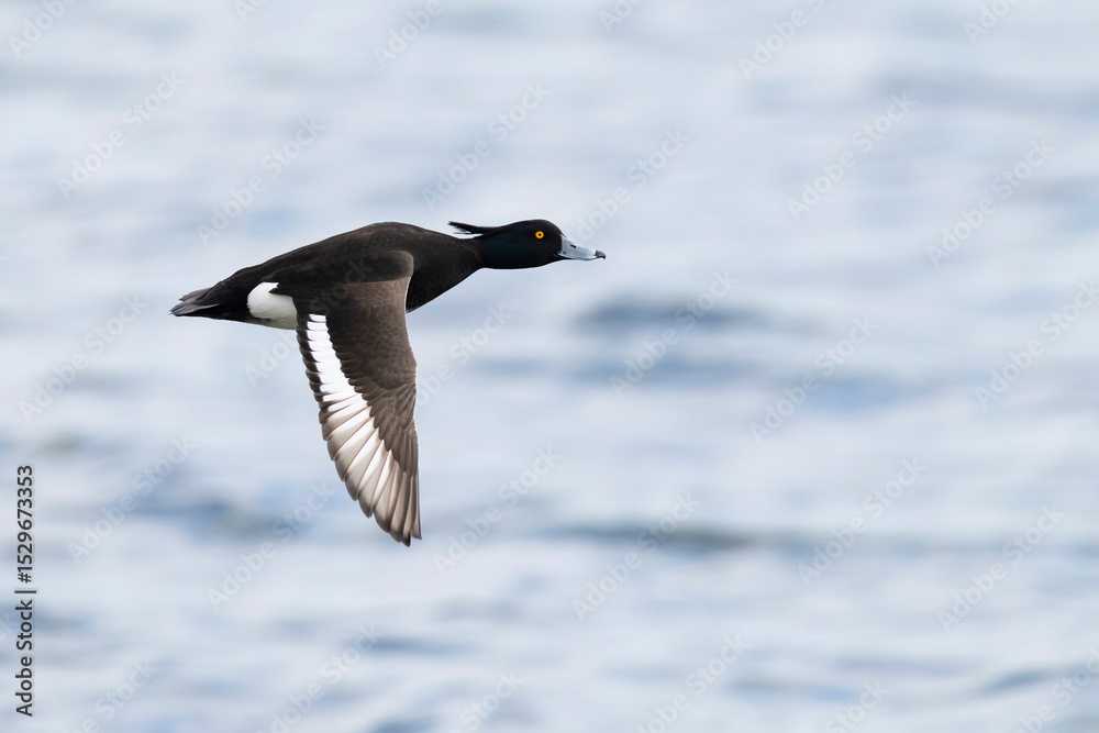 Fototapeta premium Adult male tufted pochard (aythya fuligula) in flight
