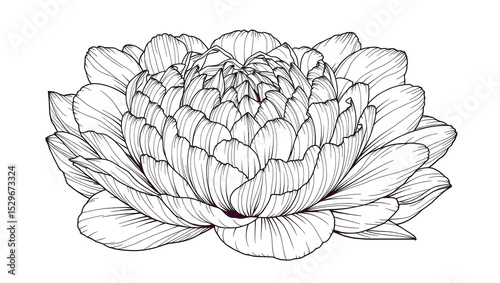 sketch of lotus flower