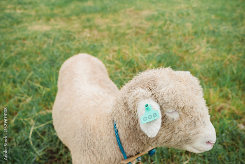 Close-up overhead of a tagged sheep in a grassy field