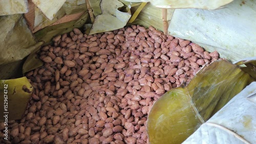 Fresh cocoa beans ferment in wooden boxes lined with banana leaves, enhancing flavor before sun-drying