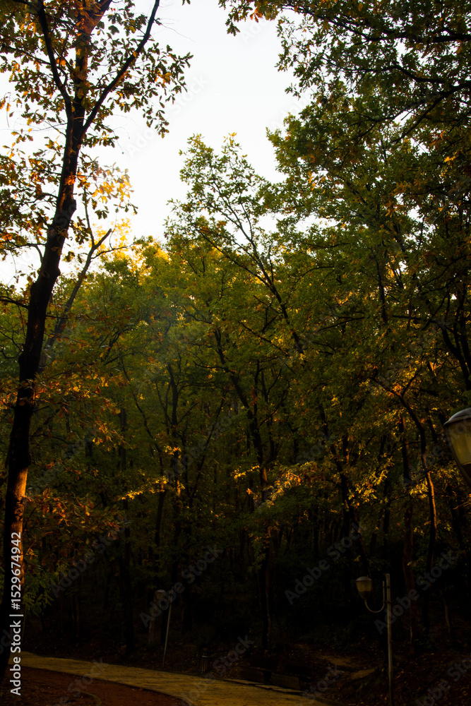 Fototapeta premium autumn in the forest