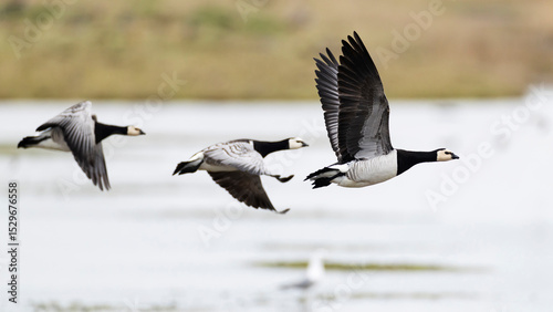 Three barnacle goose (branta leucopsis) in flight