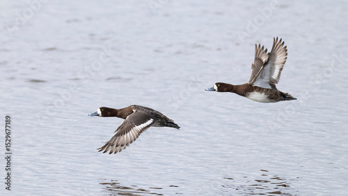 Two adult female greater scaup (aythya marila) in flight
