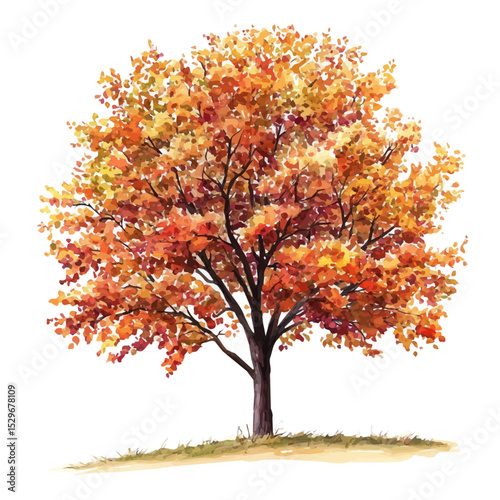 A Sweetgum Tree, watercolor painting vector, high quality, isolated on a white background.