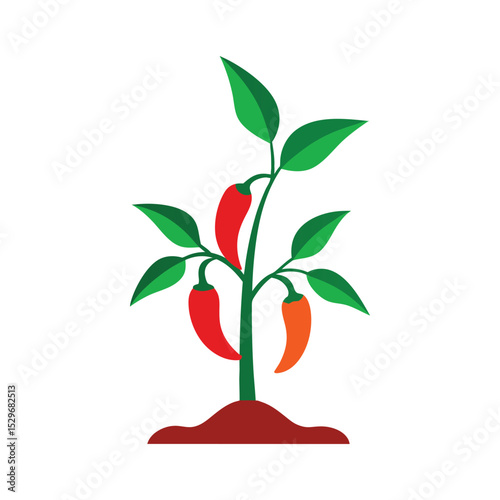 A colorful chili pepper plant vector illustration