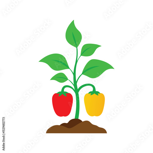 Capsicum bell pepper plant vector art illustration