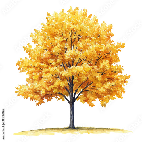 A Sugar Maple Tree, watercolor vector, high quality, isolated on a white background.