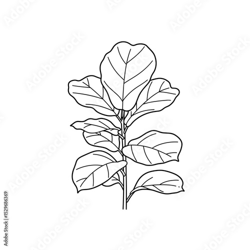  Fiddle leaf fig plant icon in outline style for indoor botanical visuals