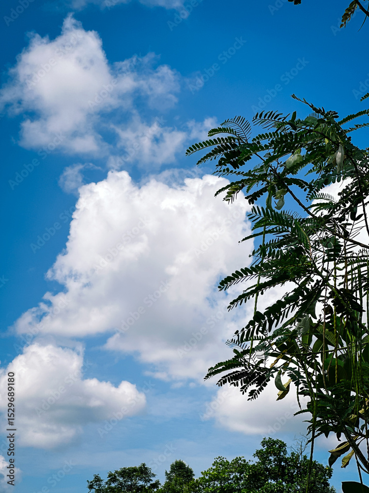 Obraz premium tree and clouds. wooden fence on a blue sky. Fluffy white clouds drift peacefully across a vast blue sky, creating a serene and calming scene that captures the simplicity and beauty of nature above.