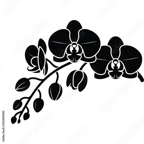 Orchid Flower Vector Illustration.
