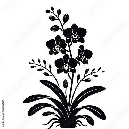 Orchid Flower Vector Illustration.