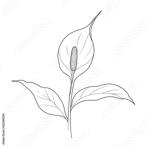  Peace lily flower icon in outline style for wellness and decor