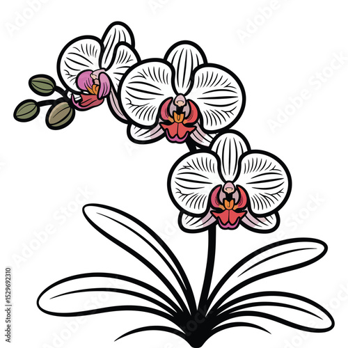 Orchid Flower Vector Illustration.