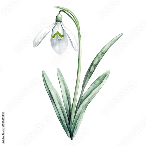 A Snowdrop Stem, watercolor vector, high quality, isolated on a white background.