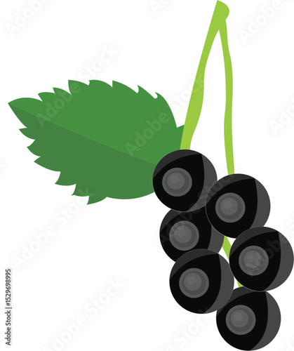 Vector Illustration of Blackcurrant – Flat Style Black Currant Berries with Green Leaf Isolated on White Background
