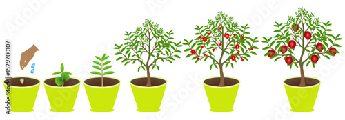 Growth cycle of pomegranate plant in a pot on white background..eps