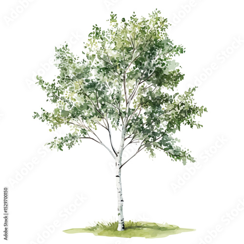 A Silver Birch Tree, watercolor clipart vector, high quality, isolated on a white background.