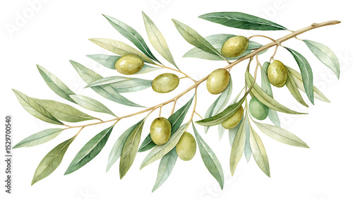 Watercolor Olive Branch Clipart Set – Mediterranean Greenery Illustration on Transparent Background