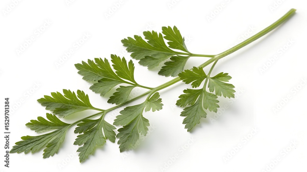 Single Fresh Chervil Herb Stick On White Background Clean Single Fresh Chervil Herb Stick On White Background Clean