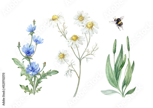 Wildflowers set of hand drawn watercolor illustrations isolated on white background. Flowers and leaves of chamomile, chicory, plantain and bumblebee. Collection of elements for design