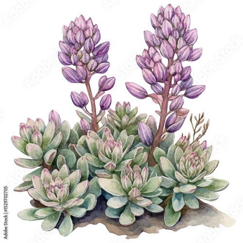 watercolor vector of A Sedum Plant, high quality, isolated on a white background.