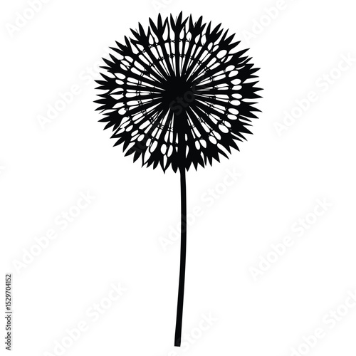 dandelion on white background