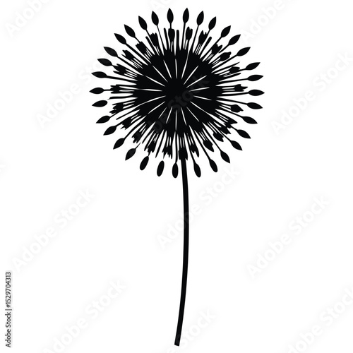 black and white dandelion