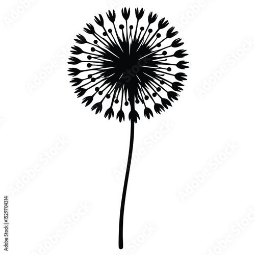 dandelion on white background