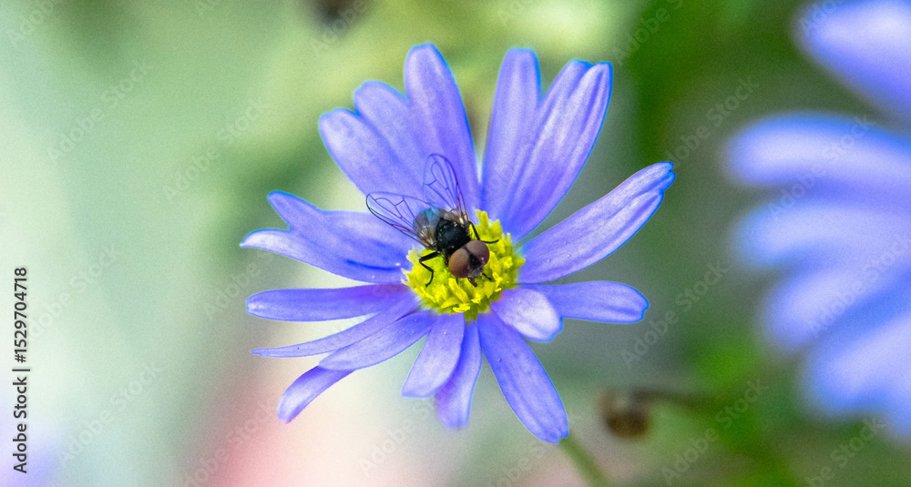 Obraz premium bee on purple flower