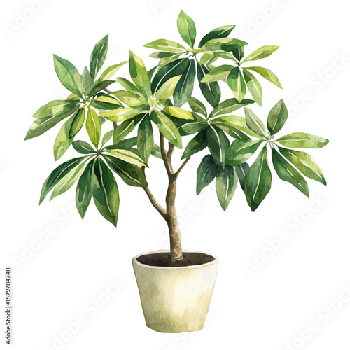 A Schefflera Plant, watercolor painting vector, high quality, isolated on a white background.