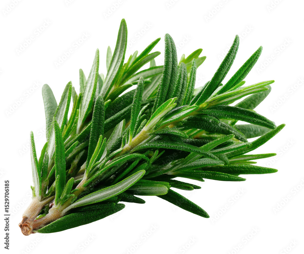 Fototapeta premium Harvesting fresh rosemary culinary herb kitchen herbaceous plant garden top view flavorful cooking