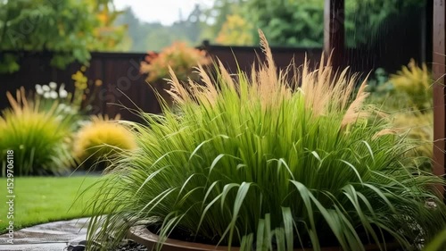 Rain falling on ornamental grass in a pot surrounded by black pebbles in a garden setting, lush and calming scenery