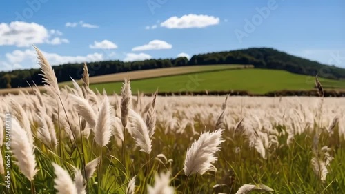 Tall ornamental grass plumes swaying in wind under a vibrant blue sky with fluffy white clouds, green hills and treeline on horizon.