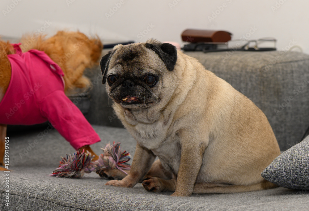 Obraz premium Old Pug Dog Resting Comfortably on Sofa at Home