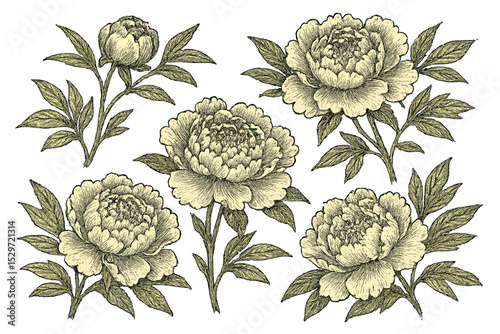 Collection of vintage peony flowers. Botanical illustration in hand-drawn engraving style. Set of retro floral design elements, blooming peonies with leaves and buds isolated on white.