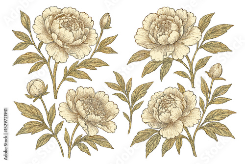 Vintage peony illustration set. Botanical flower collection in a classic engraving style. Hand drawn peonies, leaves and buds isolated for elegant floral wedding design.