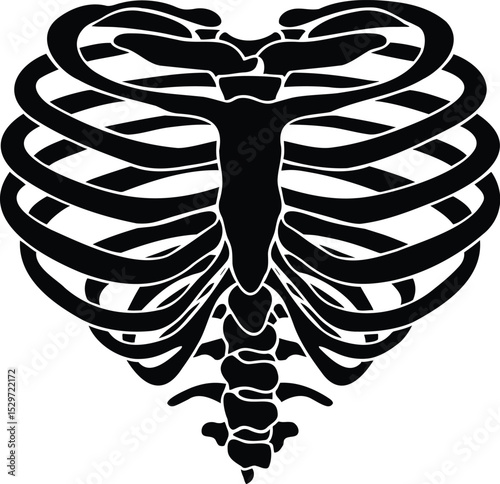 Detailed Vector Illustration of a Human Ribcage Anatomy with Medical Precision