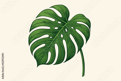 Monstera deliciosa leaf vector illustration. Swiss cheese plant in vintage botanical art style. Exotic tropical plant isolated on a light background. Detailed jungle foliage design element.
