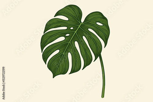 Monstera deliciosa leaf vintage botanical illustration. Detailed vector of a tropical Swiss cheese plant. Exotic jungle foliage, isolated element for decoration, print, design.