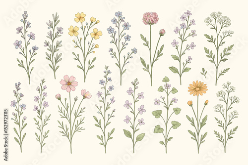 Hand drawn wildflower collection. Vintage botanical illustration set of various meadow flowers. Isolated floral design elements for spring and summer. Delicate line art with color.