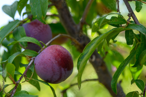 Purple plums ripening on tree branches under the sun in a Cyprus garden.