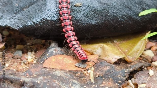 FLAT-BACKED MILLIPEDES walking in the rainy season