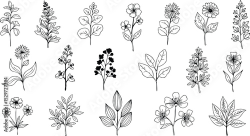 Simple and elegant hand drawn botanical floral illustrations for design elements and decorative applications