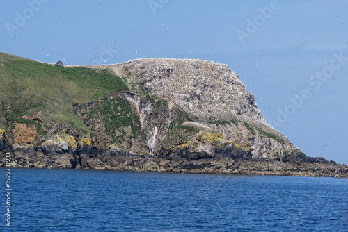 Fou de bassan sur l'ile rouzic, réserve naturelle des sept iles à perros guirec