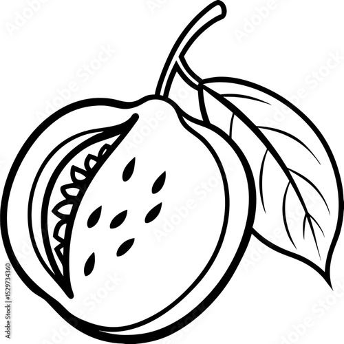 Sapodilla line art vector