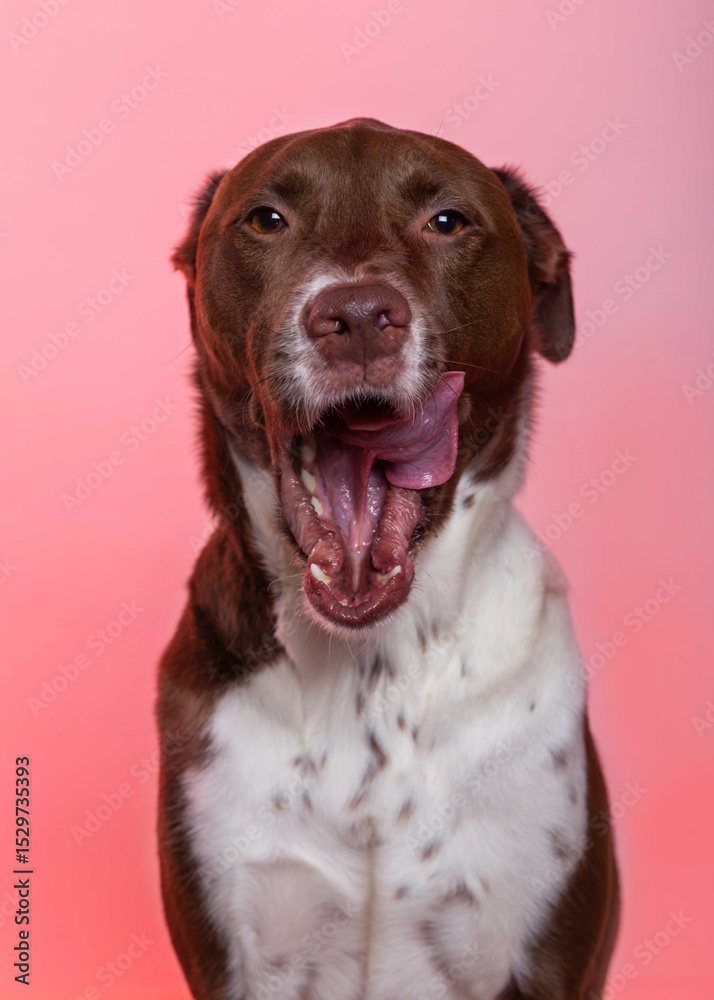 Fototapeta premium Funny dog yawning and licking his mouth pet photography on a pink background, lab mix