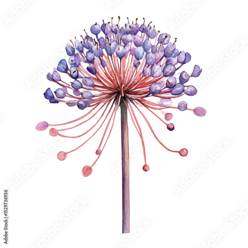 A Pincushion Flower Stem, watercolor illustration vector, high quality, isolated on a white background.