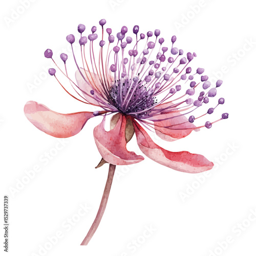 A Pincushion Flower Stem, watercolor clipart vector, high quality, isolated on a white background.